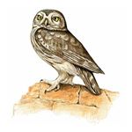 Risposta LITTLE OWL