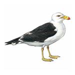Answer PACIFIC GULL