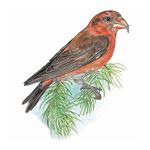Answer RED CROSSBILL