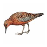 Answer RED KNOT