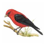 Answer SCARLET TANAGER