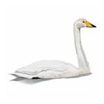 Answer WHOOPER SWAN