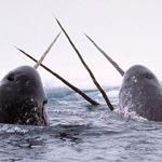 Answer NARWHAL