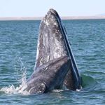 Answer GRAY WHALE