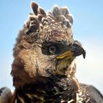 Answer CROWNED EAGLE