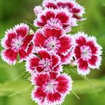 Answer DIANTHUS