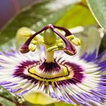 Answer PASSION FLOWER
