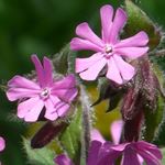 Answer RED CAMPION