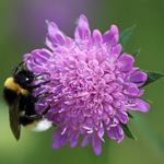 Answer SCABIOUS
