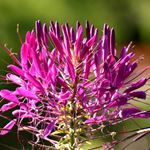 Answer CLEOME