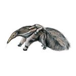 Answer GIANT ANTEATER