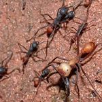 Answer ARMY ANTS