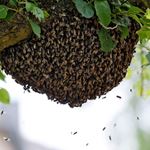 Answer BEES NEST