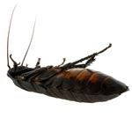 Answer COCKROACH