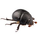Answer DUNG BEETLE