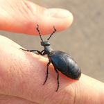 Answer OIL BEETLE