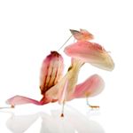 Answer ORCHID MANTIS