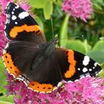 Answer RED ADMIRAL