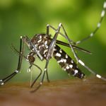 Answer TIGER MOSQUITO