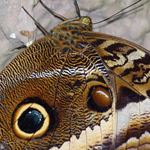 Answer OWL BUTTERFLY