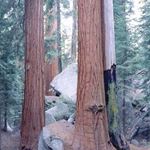 Answer SEQUOIA